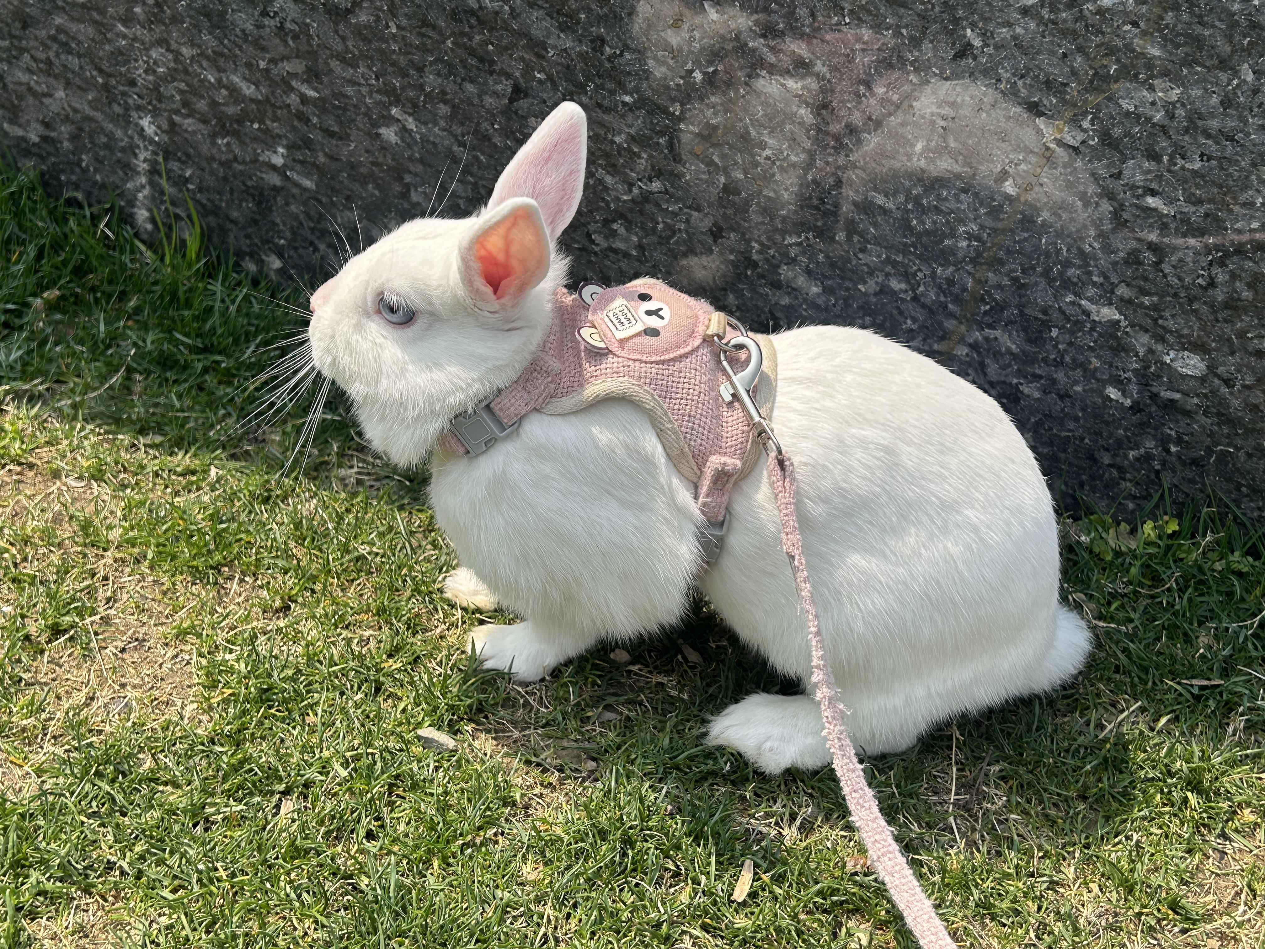 一渡